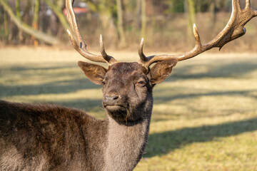 common deer is a large mammal from the deer family. a wild animal with large, impressive antlers in...