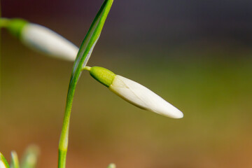 beautiful white and green snowdrops in the park as the first signs of the coming spring. winter flowers. macro scale flowers with blurred background