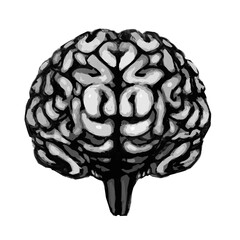 Realistic Human Brain Illustration (mono)