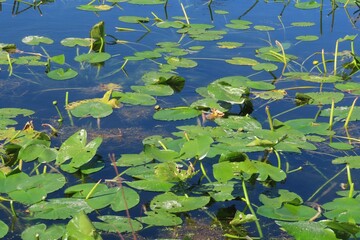 Pond with lotus leaves in Florida nature