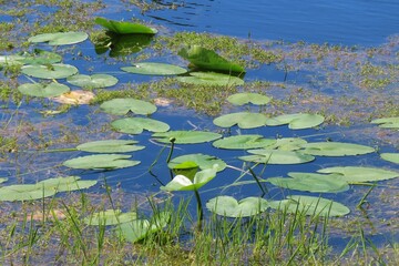 Pond with lotus leaves in Florida nature