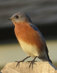 Male eastern bluebird Sialia Sialis in Florida nature, closeup