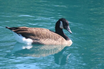 Canadian goose swimming on the river, closeup