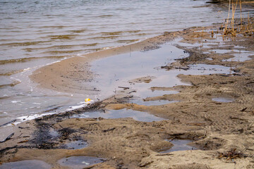 view of early spring beach, water waves in the lake. area washed away by water. foam in the water.