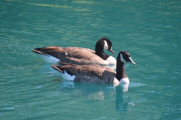 Canadian geese swimming on green river water background, closeup
