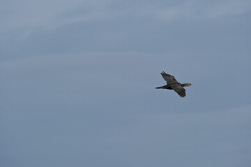 cormorant flying in the blue sky, closeup of photo