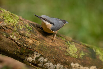 Nuthatch, Sitta europaea, perched on a tree in a forest in the uk in winter.