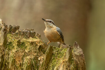 Nuthatch, Sitta europaea, perched on a tree in a forest in the uk in summer.