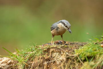 Nuthatch, Sitta europaea, perched on a tree in a forest in the uk in summer.