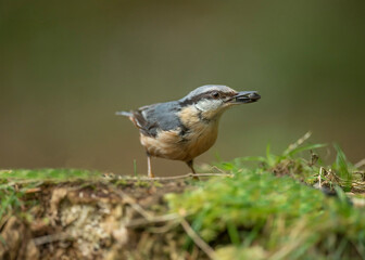 Nuthatch, Sitta europaea, perched on a tree in a forest in the uk in summer.