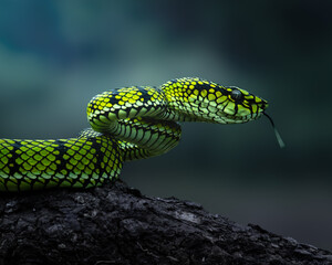 Green viver snake