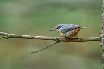 Nuthatch, Sitta europaea, perched on a tree in a forest in the uk in summer.