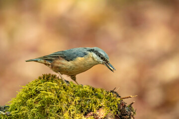 Nuthatch, Sitta europaea, perched on a tree in a forest in the uk in summer.