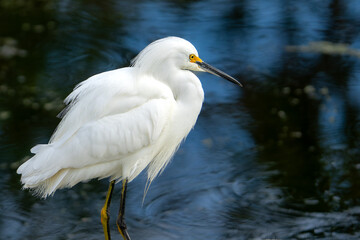 Snowy Egret 