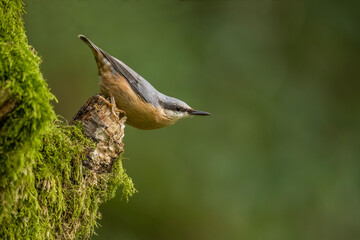  Nuthatch, Sitta europaea, perched on a tree in a forest in the uk in winter.