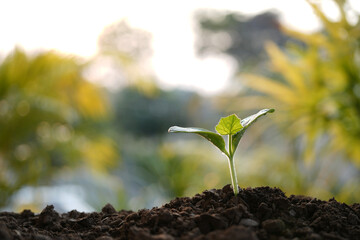 growing Pumpkin sprout, vegetable home garden