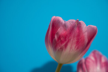 a close up pink and white tulips on a blue background with space for text.