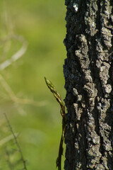 Obraz premium close up of a tree trunk and wild asparagus, Platamona, Duna, Pinewood and Ginepreto. Sassari, Sorso. Sardinia, Italy