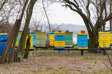 yellow and blue beehives on a winter day in a forest grove. colorful beehives, bee house and honey production.