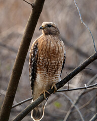 Close up of a Red Shouldered Hawk perched on a tree.