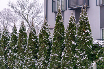 green large arborvitae in front of an apartment block covered with snow in winter. snow on green...