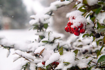 scarlet firethorn, red small fruits that decorate the garden in winter. winter fruits on a green bush covered with snow on a frosty day.