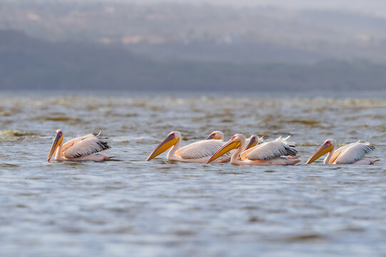 Beautiful white pelicans floating on a calm lake under a golden sky.