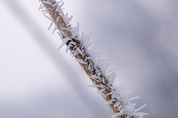 cattails on a lake in winter. needles of ice and rime on a plant in the morning