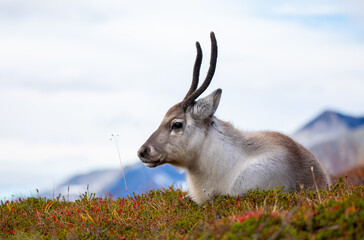 Portrait of a reindeer/caribou in the mountains of Norway.