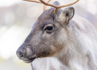 Portrait of a reindeer/caribou in the mountains of Norway.