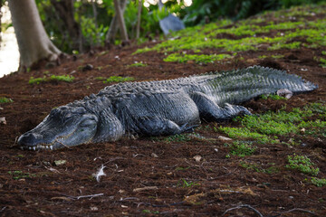 Large Alligator Sleeping on a hiking trail