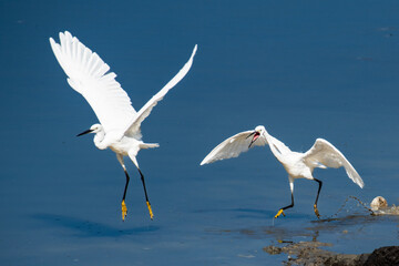 snowy egret in flight