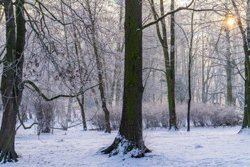 winter sunrise in city park. beautiful orange sun in the sky. lying snow. winter landscape. rime deposited on trees
