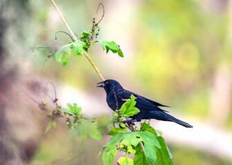 Red-winged Blackbird eating a seed along the trail in Brazos Bend State Park