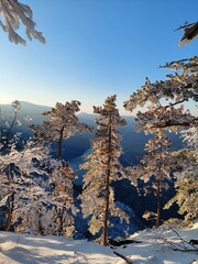 winter landscape with trees and snow
