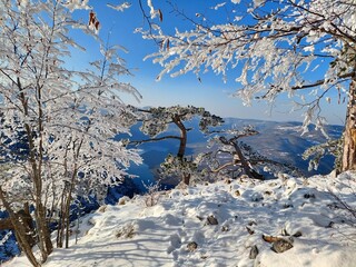 snow covered trees in winter