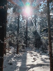 winter forest in the snow