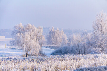 frozen trees covered with rime and ice on a beautiful winter morning. winter landscape and scenery....