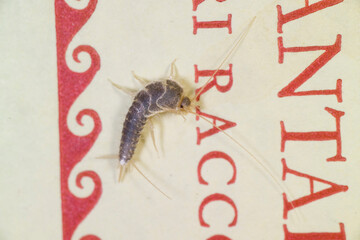 Silverfish on a book. Lepisma saccharina