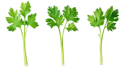 Fresh green herbs, vibrant parsley stems arranged neatly, perfect for cooking or garnishing, bright and clean background. Isolated on white background or PNG