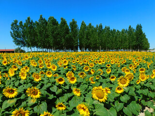 sunflower fields in rural landscapes