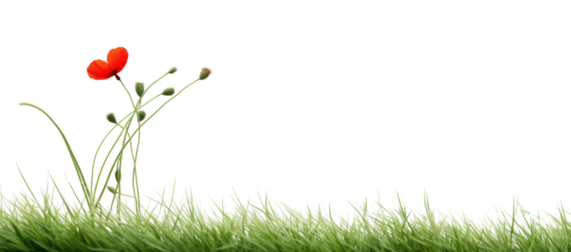 PNG Minimalist red flower in grass - Powered by Adobe