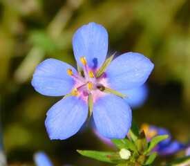 Lysimachia monelli blue flowr on macro