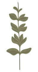 Fototapeta premium Eucalyptus twig. Abstract leaves. Vector.