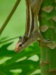A curious squirrel peeks out from behind a tree branch, its tiny paws gripping the bark. Its alert eyes and twitching whiskers capture the essence of wildlife in a lush, green setting.
