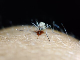 macro photo of a mosquito in the process of sucking human blood