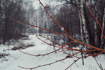 Close-up shot of a branch in a snowy winter forest. Snow is falling