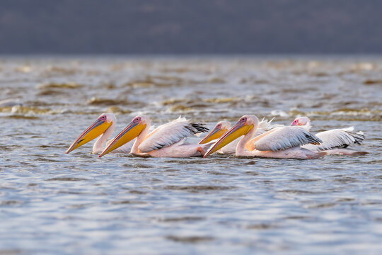 Wild pelicans gliding across a lake nakuru, creating ripples in the water.