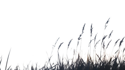 Obraz premium Gentle breeze swaying tall grass, serene landscape with soft light, ideal for nature themes and calming backgrounds. Isolated on white background or PNG