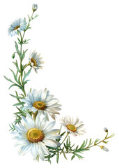 Fototapeta premium PNG Daisy flowers daisies art illustration.